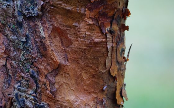 close up of the bark of a paperback maple tree 